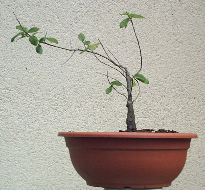 Image: ch-ne-vert-006-343700.jpg