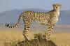 Image: guepard-5472ca.jpg