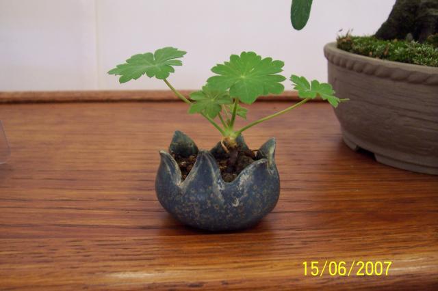 Image: 100_6868-420731.jpg