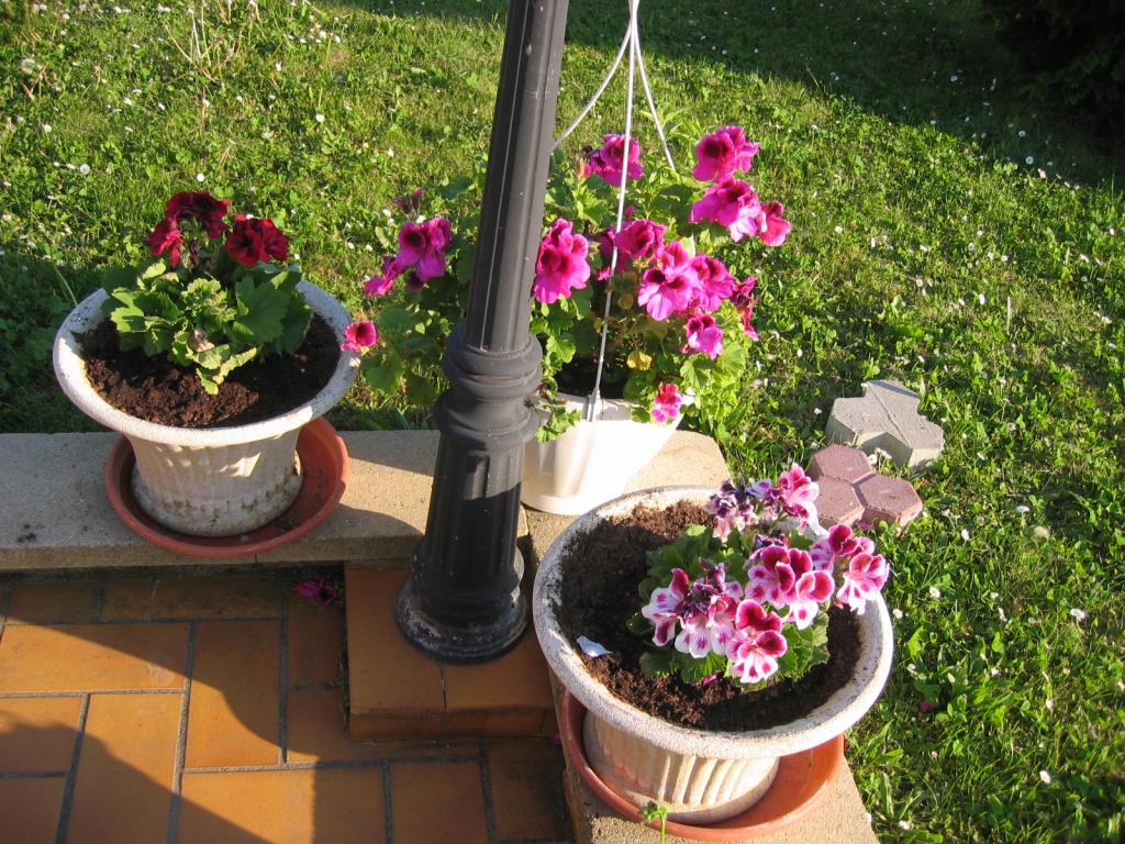 Image: fleurs-repiqu-es_004-33be66.jpg