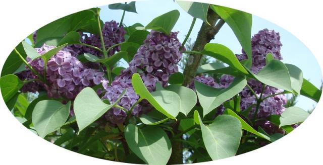 Image: lilas1-33c50f.jpg