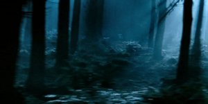 http://img21.xooimage.com/files/3/8/4/foret-4e71f6.jpg