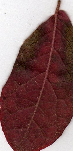 Image: feuille-vue-de-dessous-2--3790d3.jpg