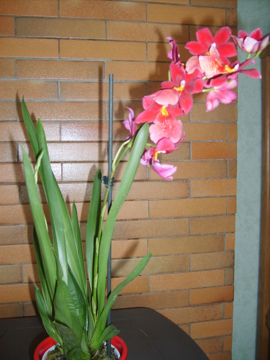 Image: image-nouvelles-orchidees-003-31ee95.jpg