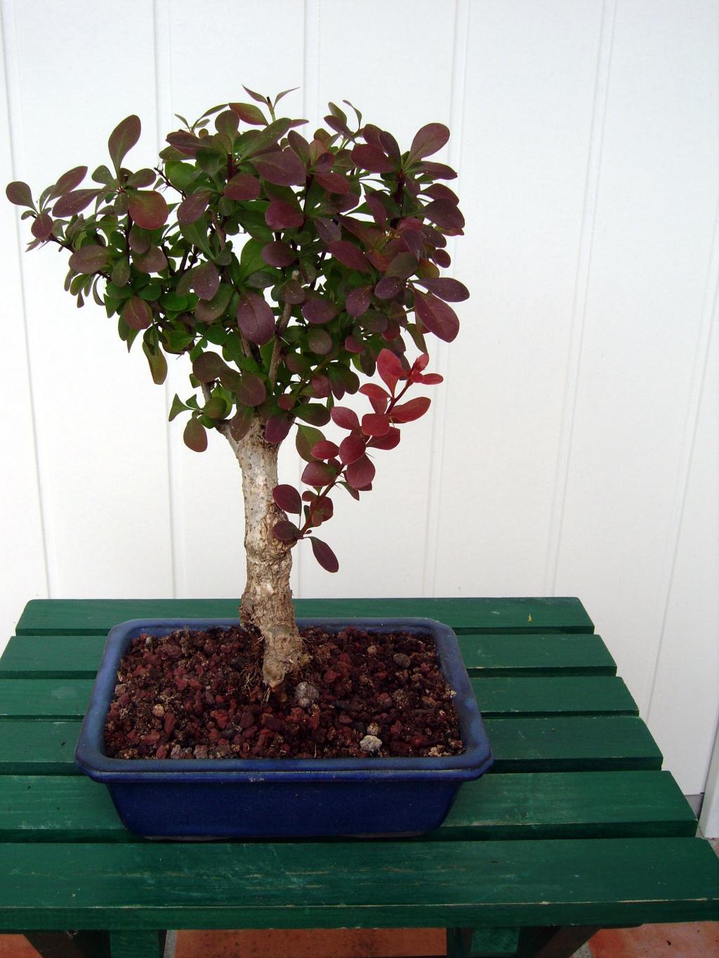 Image: berberis-epine-vinette--3cec8e.jpg