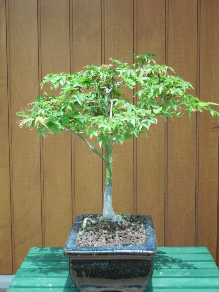 Image: bonsais-017-3c6d60.jpg