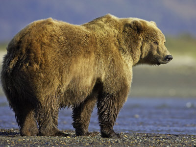 image-ours-grizzli-fanfan