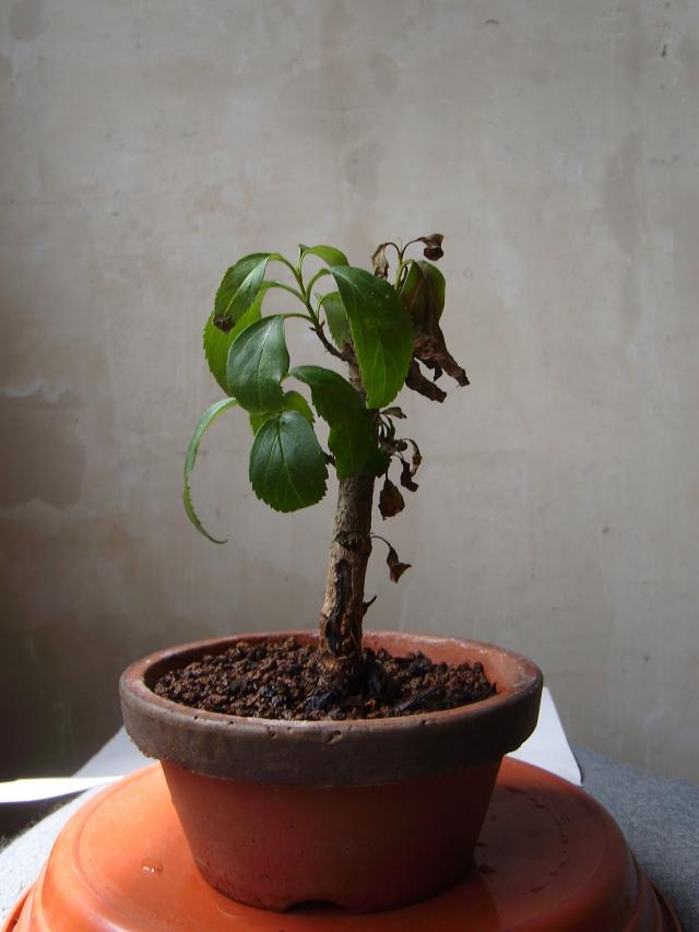 Image: sa550354-3dcfaf.jpg