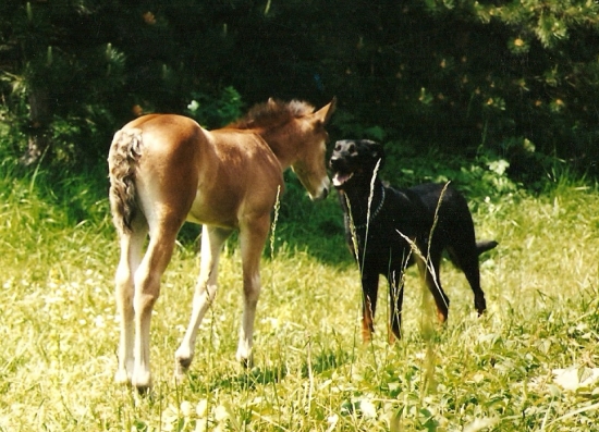 image-poulain-chien-prairie-fanfan