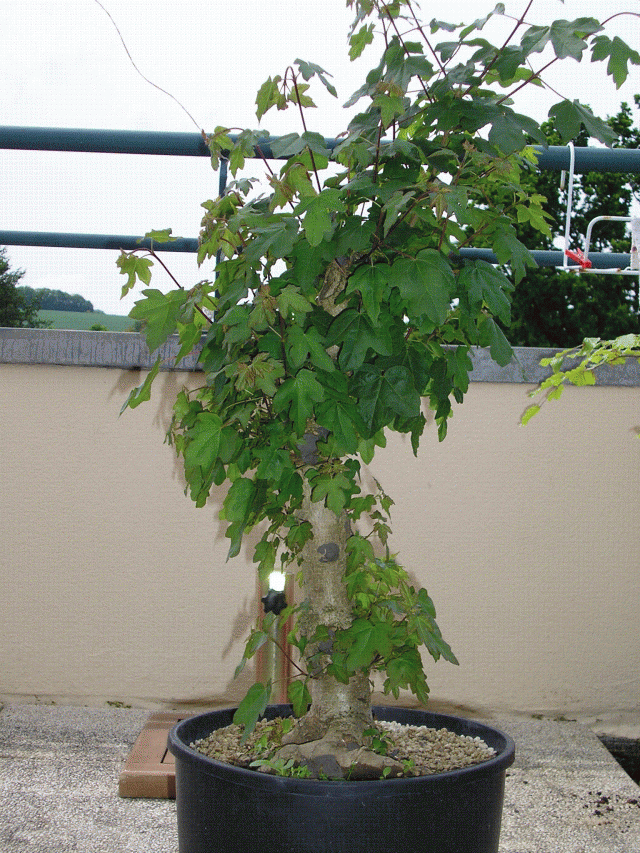 Image: p10100661-32e6a8.gif
