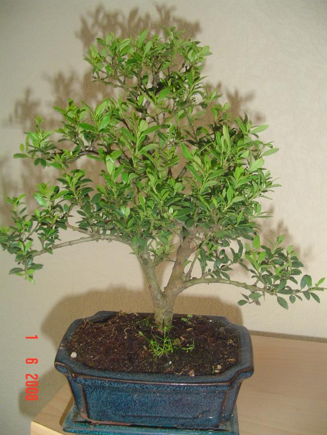 Image: le-ilex-cr-nata-001-3f68e0.jpg