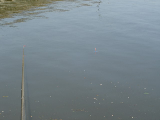 Première au "plat" Dsc01751-327d3b