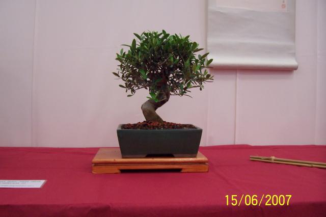 Image: 100_6851-420555.jpg