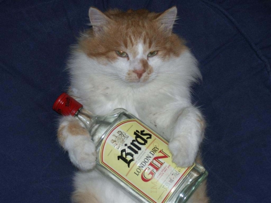 Images marrantes, délires, qui fait peur .... Chat-insolite-mai...er-178922-4b9559