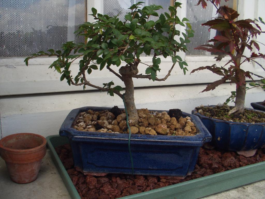 Image: p1010077-523211.jpg
