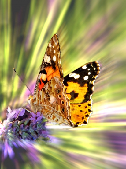 image-papillon-fanfan